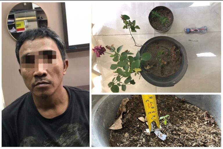 Polres Gresik Amankan 4 Pot Pohon Ganja di Rumah Terduga Pengedar Narkoba