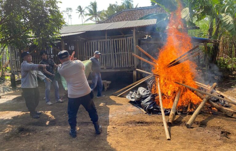 Polres Malang Bongkar Arena Sabung Ayam di Dua Lokasi