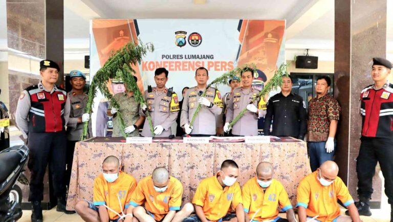 Polres Lumajang Berhasil Ungkap Peredaran Narkoba dan Ladang Ganja 5 Tersangka Diamankan