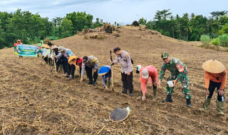 Polresta Banyuwangi Bersama Kelompok Tani Tanam Jagung Serentak Gelorakan Swasembada Pangan