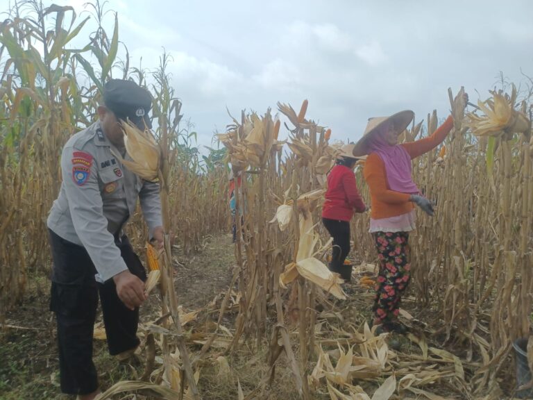 Dorong Produksi Pangan, Pak Bhabin Bantu Petani Bojonegoro Panen Jagung