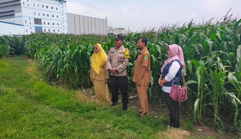 Kolaborasi Polres Pasuruan Kota dan Gapoktan Ubah Lahan Kering 9,7 Hektare Jadi Ladang Jagung yang Subur