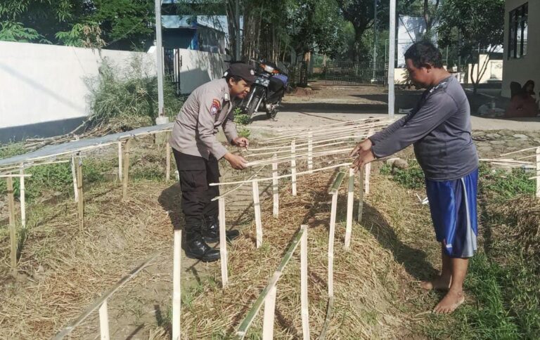 Gelorakan Swasembada Pangan Polisi Tanam Cabe di Lahan Polsek Tamankrocok Bondowoso