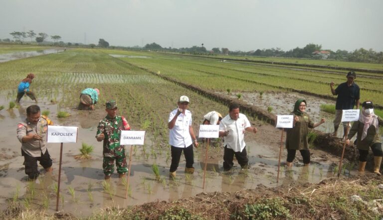 Tiga Pilar di Sidoarjo Kompak Dukung Ketahanan Pangan Nasional Lewat Penanaman Padi Serentak