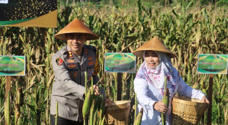 Polres Pacitan Bersama Warga Tani Panen Jagung Wujudkan Ketahanan Pangan Nasional