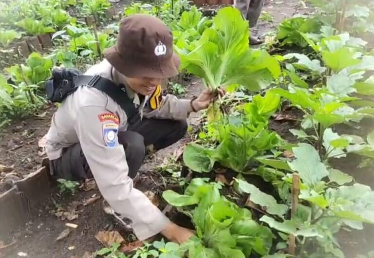 Pekarangan Bergizi Binaan Pak Bhabin Jadi Wisata Pasar Tangguh: Sensasi Petik Sawi di KTS Karangrejo Jember