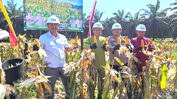 Polres Indragiri Hulu Gelar Panen Raya Jagung Dukung Program Ketahanan Pangan