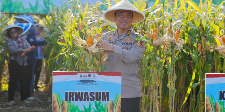 Panen Raya Jagung di Malang, Wujud Nyata Komitmen Polri dalam Ketahanan Pangan Nasional