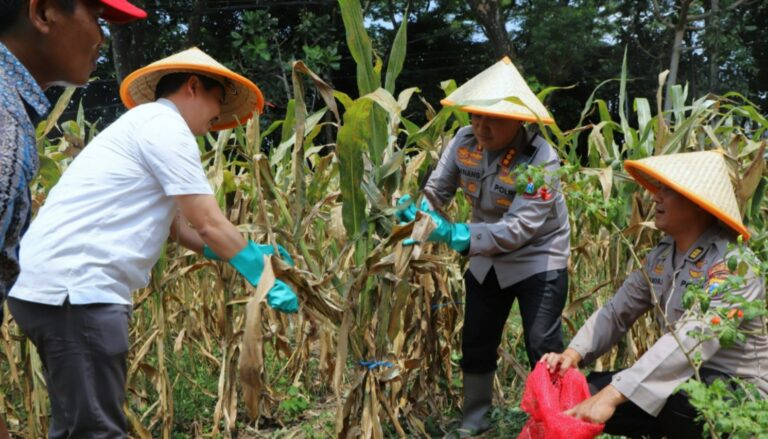 Dukung Swasembada Pangan Nasional Polresta Malang Kota Targetkan Lahan 26,35 Hektar untuk Kuartal IV