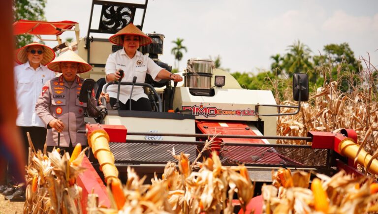 Panen Raya Kuartal III Polri Hasilkan 751 Ribu Ton Jagung, Bukti Nyata Dukung Swasembada Pangan