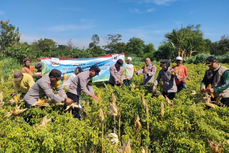 Wujudkan Program Ketahanan Pangan Polres Probolinggo Bersama Kelompok Tani Panen Jagung di Bantaran