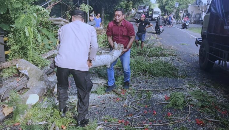 Polsek Melaya Evakuasi Pohon Tumbang Jalur Utama Gilimanuk-Denpasar kembali Lancar