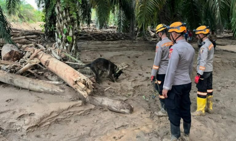Den K9 Ditpolsatwa Baharkam Polri Berhasil Temukan Satu Korban Bencana Alam di Batang Toru, Sumatera Utara