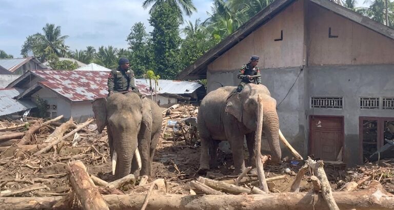 Sinergi Polri dan BKSDA: Gajah Dikerahkan Bersihkan Material Banjir di Pidie Jaya