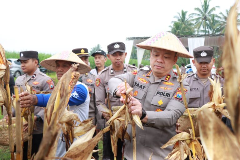 Polres Malang Panen Raya Jagung, Hasil 8 Ton untuk Dukung Stok Pangan
