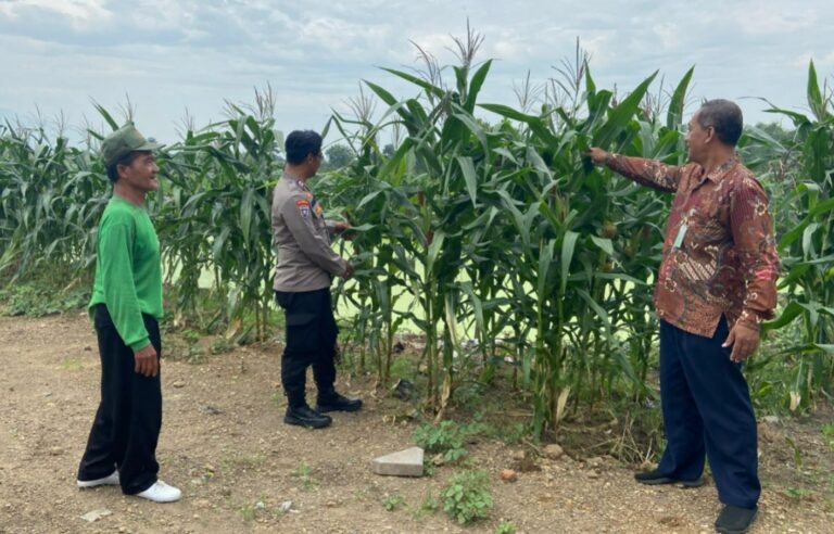 Polresta Sidoarjo Optimalkan Swasembada Pangan, Dampingi Petani Jagung di Krembung