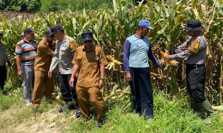 Polresta Sidoarjo Gelorakan Swasembada Pangan Dampingi Warga Tani Kelola Jagung Hibrida