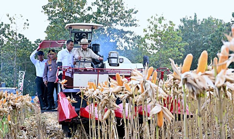 Perkuat Ketahanan Pangan Nasional, Presiden Prabowo Turun Langsung Panen Jagung di Tuban