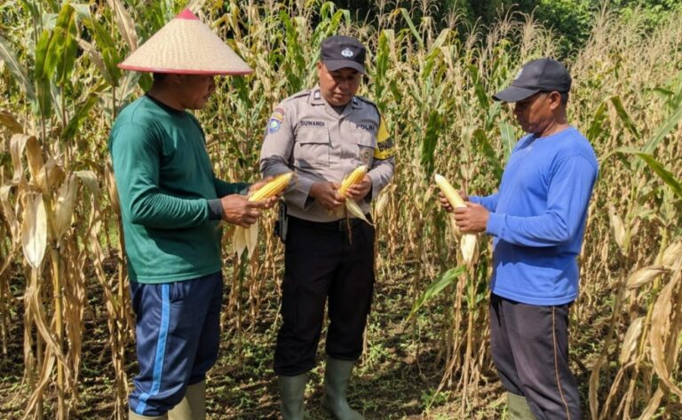 Sambang Lahan, Pak Bhabin Siap Bantu Kendala Petani dan Pastikan Tanaman Jagung Siap Panen