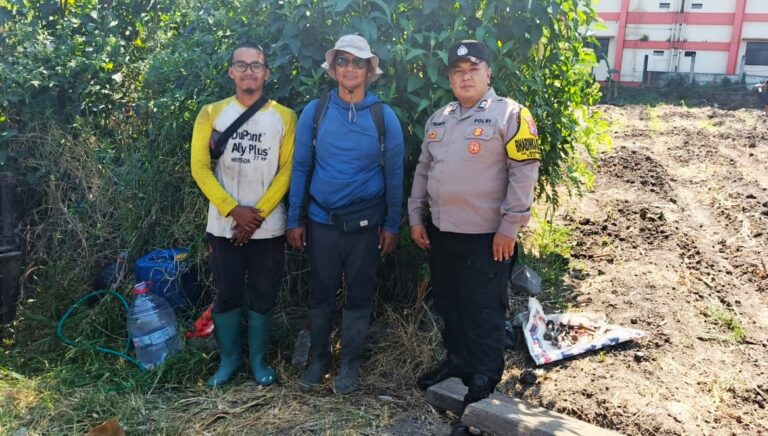 Jagung Mulai Bertongkol, Polisi dan Petani Bandungrejosari Optimistis Panen Hingga 30 Ton