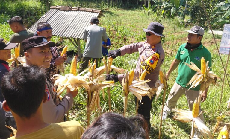 Polres Pacitan Genjot Produktivitas Jagung di Bandar, Dampingi Petani dan Evaluasi Kualitas Benih