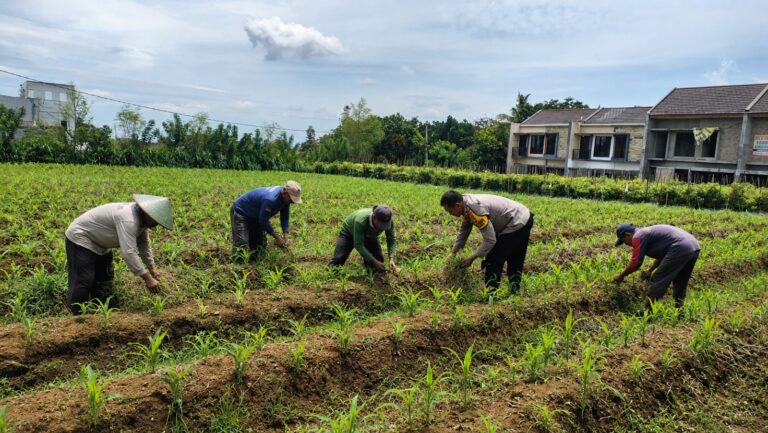 Pak Bhabin Penggerak Ketahanan Pangan, Dampingi Petani Jagung di Kota Malang
