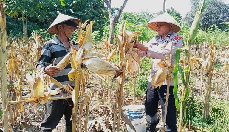 Polsek Blimbing Perkuat Ketahanan Pangan Bersama Poktan Tani Asri, Bantu Tingkatkan Kesejahteraan Petani